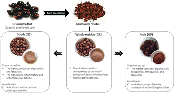 Graphical abstract: Brazilian berry waste as a source of bioactive compounds: grumixama (Eugenia brasiliensis Lam.) as a case study