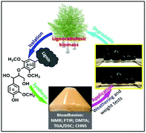 Graphical abstract: Environmentally sustainable, high-performance lignin-derived universal adhesive