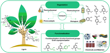 Graphical abstract: Lignin to value-added chemicals and advanced materials: extraction, degradation, and functionalization