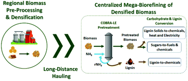 Graphical abstract: Development of an ammonia pretreatment that creates synergies between biorefineries and advanced biomass logistics models