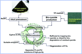 Graphical abstract: Mobilization of platinum and palladium from exhausted catalytic converters using bio-cyanide and an ionic-liquid as mass transport carriers