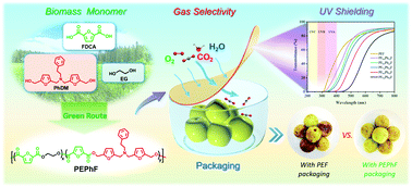 Graphical abstract: Development of a series of biobased poly(ethylene 2,5-furandicarboxylate-co-(5,5′-((phenethylazanediyl)bis(methylene))bis(furan-5,2-diyl))dimethylene 2,5-furandicarboxylate) copolymers via a sustainable and mild route: promising “breathing” food packaging materials