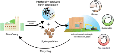 Graphical abstract: Interfacial catalysis and lignin nanoparticles for strong fire- and water-resistant composite adhesives