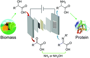 Graphical abstract: Electrosynthesis of amino acids from biomass-derived α-hydroxyl acids