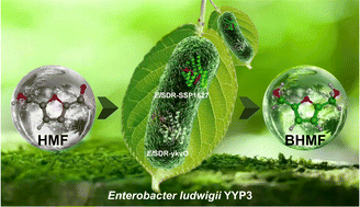 Graphical abstract: Insights into the molecular mechanism of a new efficient whole-cell biocatalyst Enterobacter ludwigii YYP3 in 5-hydroxymethylfurfural reduction