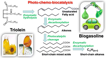 Graphical abstract: Transformation of triolein to biogasoline by photo-chemo-biocatalysis