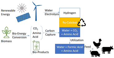 Graphical abstract: Hydrogenation of CO2 to formic acid in biphasic systems using aqueous solutions of amino acids as the product phase