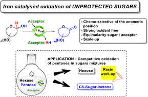 Graphical abstract: Iron-catalysed chemo-selective oxidation of unprotected sugars: application for the competitive oxidation of pentoses from a sugar mixture