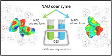 Graphical abstract: Deep eutectic solvents as a stabilising medium for NAD coenzyme: unravelling the mechanism behind coenzyme stabilisation effect
