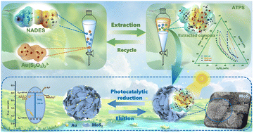 Graphical abstract: A natural deep eutectic solvent-based aqueous biphasic system coupled with MoS2 photocatalytic reduction for green recovery of gold from thiosulfate solution