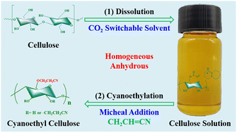 Graphical abstract: Homogeneous cyanoethylation of cellulose with acrylonitrile in a CO2 switchable solvent