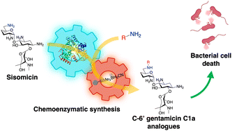 Graphical abstract: Facile and selective N-alkylation of gentamicin antibiotics via chemoenzymatic synthesis