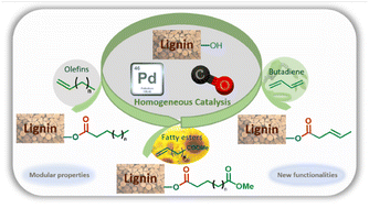 Graphical abstract: Catalytic hydroesterification of lignin: a versatile and efficient entry into fully biobased tunable materials