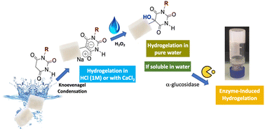 Graphical abstract: Supramolecular carbohydrate-based hydrogels from oxidative hydroxylation of amphiphilic β-C-glycosylbarbiturates and α-glucosidase-induced hydrogelation