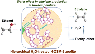 Graphical abstract: New mechanistic insights into the role of water in the dehydration of ethanol into ethylene over ZSM-5 catalysts at low temperature