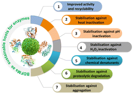 Graphical abstract: Biomass-derived functional materials as carriers for enzymes: towards sustainable and robust biocatalysts