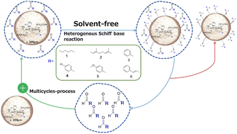 Graphical abstract: Solvent-free synthesis of polysaccharide derivatives via heterogeneous Schiff base chemistry