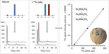 Graphical abstract: Quantitative determination of iron citrate/malate complexes by isotope–dilution hydrophilic interaction liquid chromatography – electrospray MS/inductively coupled plasma MS