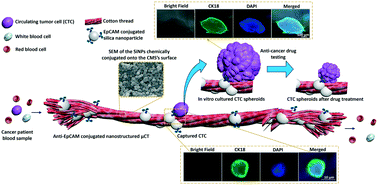 Graphical abstract: Antibody mediated cotton-archetypal substrate for enumeration of circulating tumor cells and chemotherapy outcome in 3D tumors
