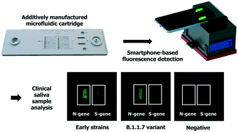 Graphical abstract: Microfluidic point-of-care device for detection of early strains and B.1.1.7 variant of SARS-CoV-2 virus