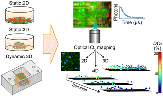 Graphical abstract: Optical 4D oxygen mapping of microperfused tissue models with tunable in vivo-like 3D oxygen microenvironments