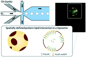 Graphical abstract: Chip assisted formation of phase-separated liposomes for reconstituting spatial protein–lipid interactions
