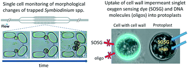 Graphical abstract: Viable protoplast formation of the coral endosymbiont alga Symbiodinium spp. in a microfluidics platform
