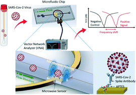 Graphical abstract: Reagent free detection of SARS-CoV-2 using an antibody-based microwave sensor in a microfluidic platform