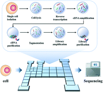 Graphical abstract: Cilo-seq: highly sensitive cell-in-library-out single-cell transcriptome sequencing with digital microfluidics