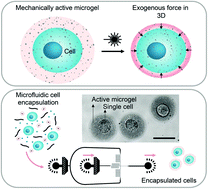 Graphical abstract: Actuated 3D microgels for single cell mechanobiology