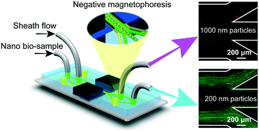 Graphical abstract: Extraction of small extracellular vesicles by label-free and biocompatible on-chip magnetic separation