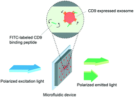 Graphical abstract: Non-competitive fluorescence polarization immunosensing for CD9 detection using a peptide as a tracer