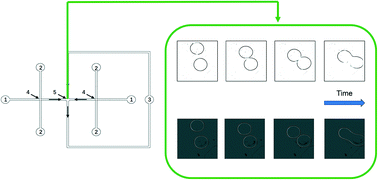Graphical abstract: Ensemble latent assimilation with deep learning surrogate model: application to drop interaction in a microfluidics device