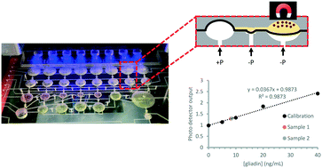 Graphical abstract: A versatile and automated microfluidic platform for a quantitative magnetic bead based protocol: application to gluten detection