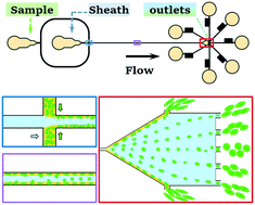 Graphical abstract: Shape-based separation of drug-treated Escherichia coli using viscoelastic microfluidics