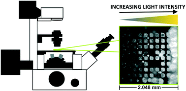 Graphical abstract: Microscope-based light gradient generation for quantitative growth studies of photosynthetic micro-organisms