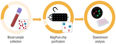 Graphical abstract: MagPure chip: an immunomagnetic-based microfluidic device for high purification of circulating tumor cells from liquid biopsies