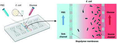 Graphical abstract: Bacterial chemotaxis in static gradients quantified in a biopolymer membrane-integrated microfluidic platform