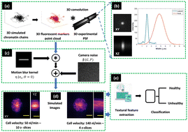 Graphical abstract: On the robustness of machine learning algorithms toward microfluidic distortions for cell classification via on-chip fluorescence microscopy