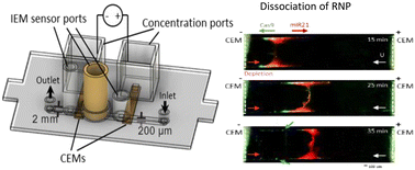 Graphical abstract: An integrated ion-exchange membrane-based microfluidic device for irreversible dissociation and quantification of miRNA from ribonucleoproteins