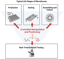 Graphical abstract: Tools for manipulation and positioning of microtissues