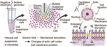 Graphical abstract: Viscosity-aided electromechanical poration of cells for transfecting molecules