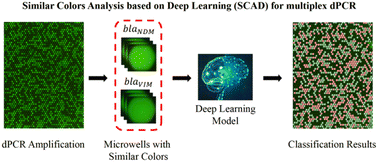 Graphical abstract: Similar color analysis based on deep learning (SCAD) for multiplex digital PCR via a single fluorescent channel