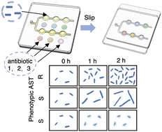 Graphical abstract: Combinatorial screening SlipChip for rapid phenotypic antimicrobial susceptibility testing