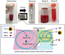 Graphical abstract: Hybrid double-spiral microfluidic chip for RBC-lysis-free enrichment of rare cells from whole blood