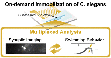 Graphical abstract: Surface acoustic wave microfluidics for repetitive and reversible temporary immobilization of C. elegans