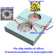 Graphical abstract: An integrated microfluidic chip for studying the effects of neurotransmitters on neurospheroids