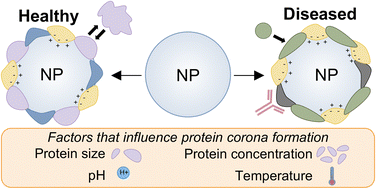 Graphical abstract: Nanoparticle protein corona: from structure and function to therapeutic targeting