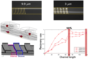 Graphical abstract: Investigation of particle manipulation mechanism and size sorting strategy in a double-layered microchannel