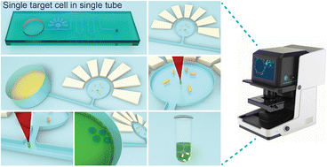 Graphical abstract: Versatile, facile and low-cost single-cell isolation, culture and sequencing by optical tweezer-assisted pool-screening